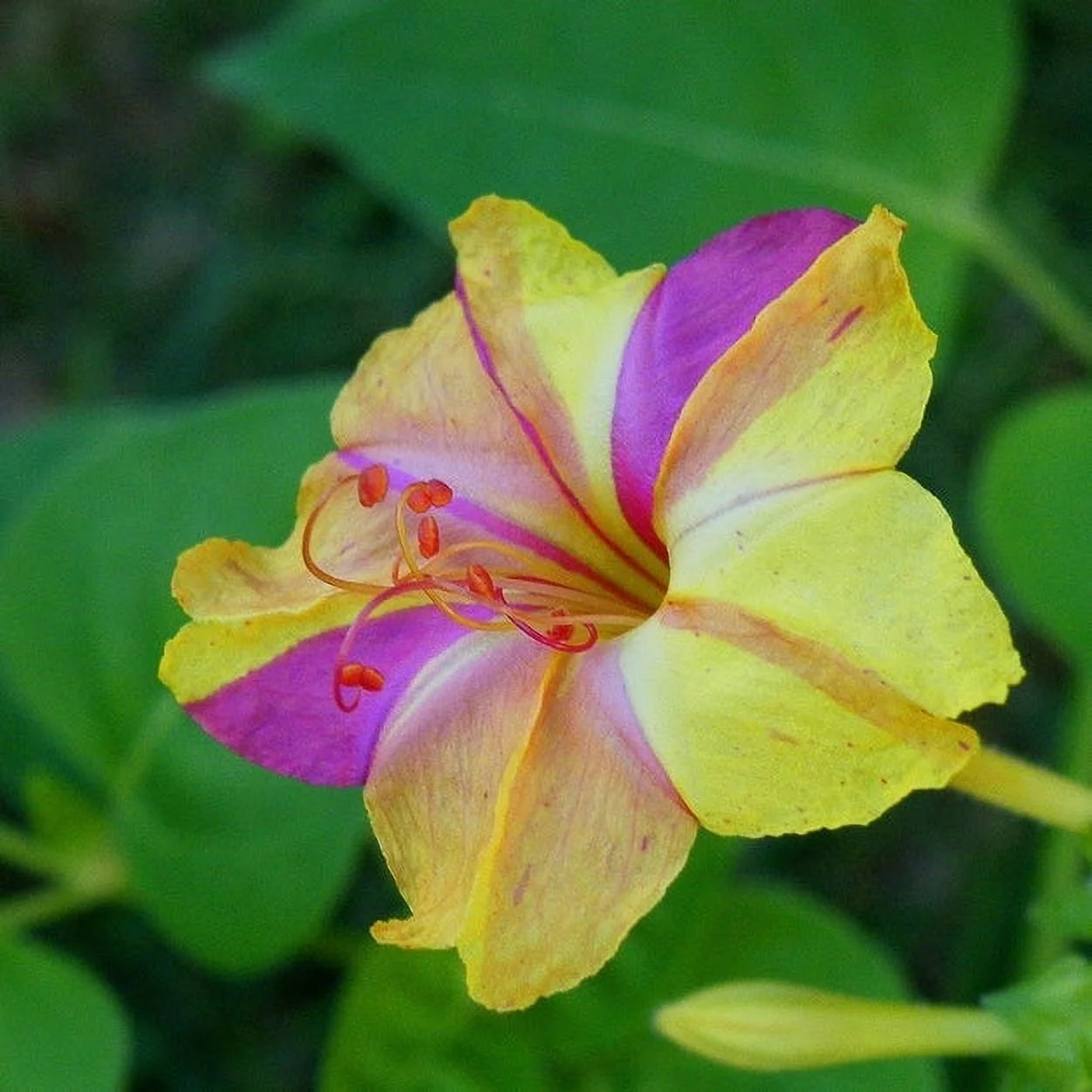 Four O'Clock Seeds - Bicolor Mix - 1/4 Pound - Pink/Orange/Yellow Flower Seeds,  Heirloom Seed  Attracts Bees, Attracts Butterflies, Attracts Hummingbirds, Attracts Pollinators