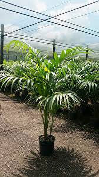 Costa Farms Better Homes & Gardens Live Indoor Green Majesty Palm Plant in 10in. Pot