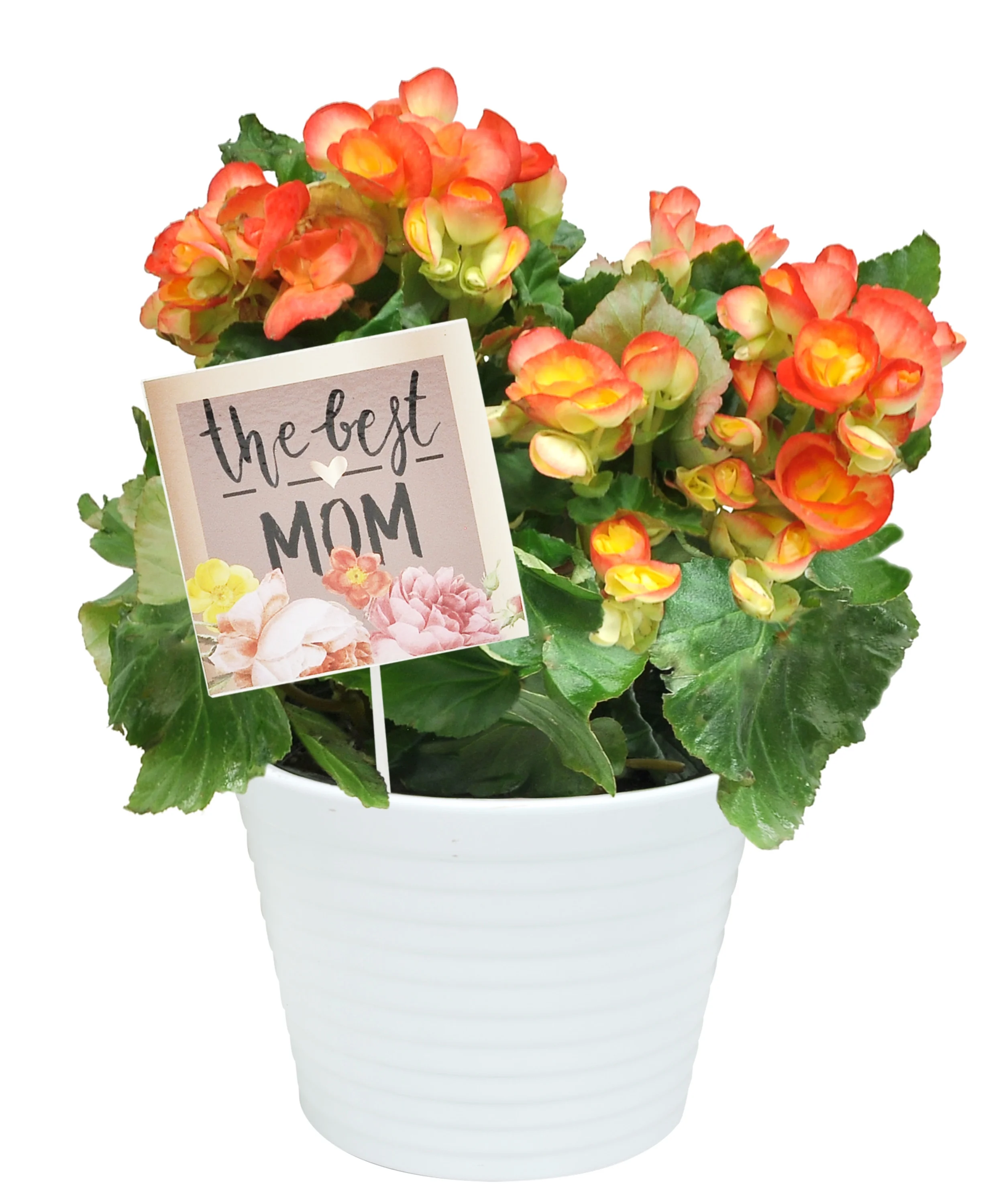Live Indoor 11in. Tall Assorted Begonia; Bright, Direct Sunlight Plant in 6in. Ceramic Planter