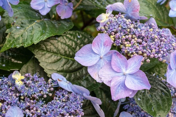 Endless Summer 2 gal Hydrangea Pop Star Live Shrubs