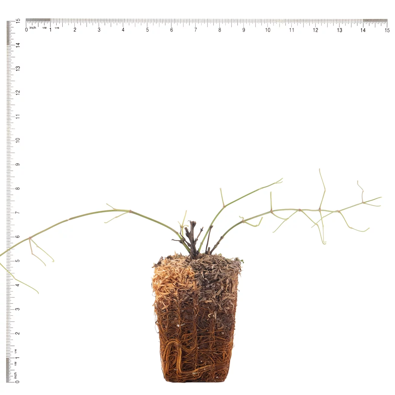 Van Zyverden Clematis Sweet Autumn 4