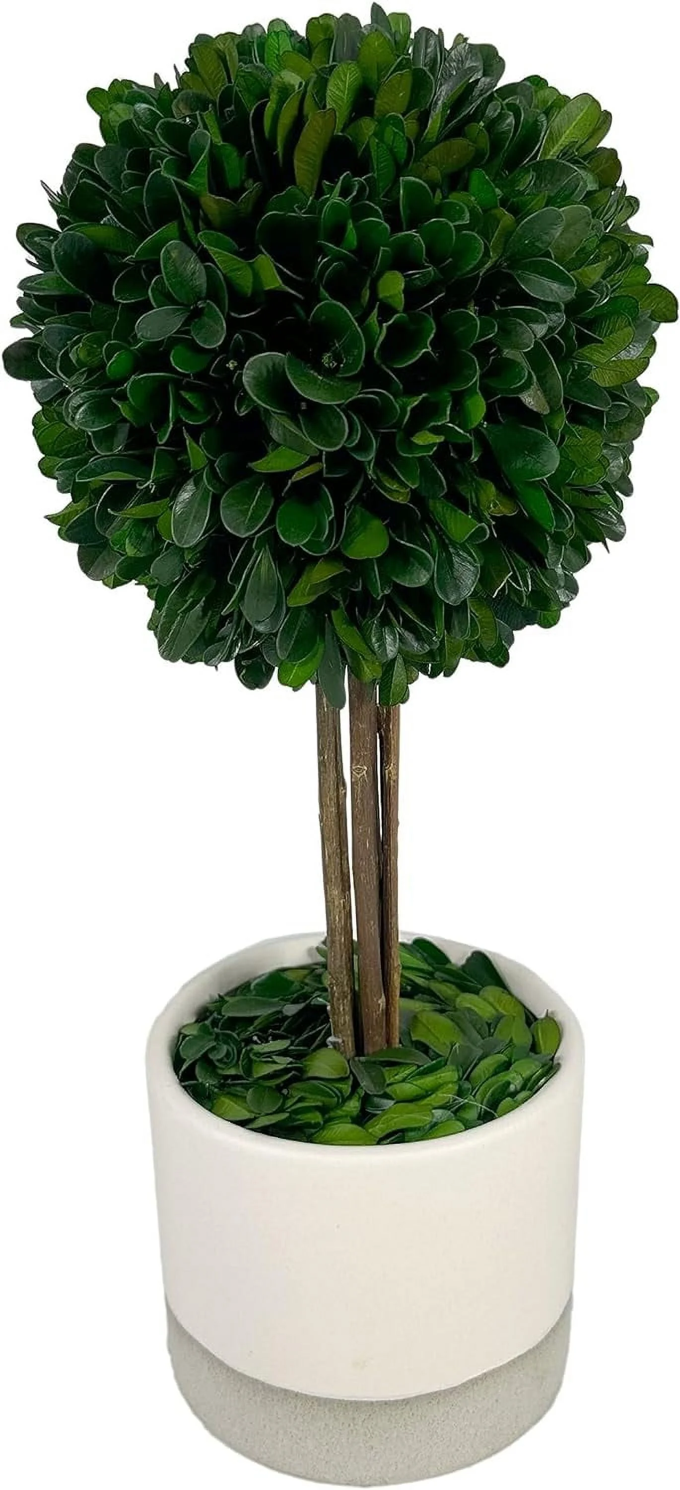 Naturally Preserved Real Boxwood Topiary Tree In Grey & White Speckled Cement Plant And Table Centerpiece Stunning Greenery And Plant Decor For Home 14” Tall