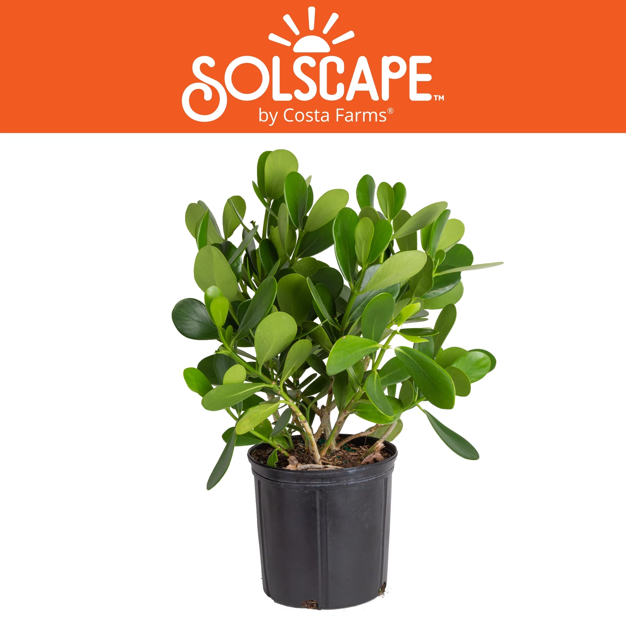 Solscape by Costa Farms Live Outdoor Green Clusia Plant in 2g. Grower Pot
