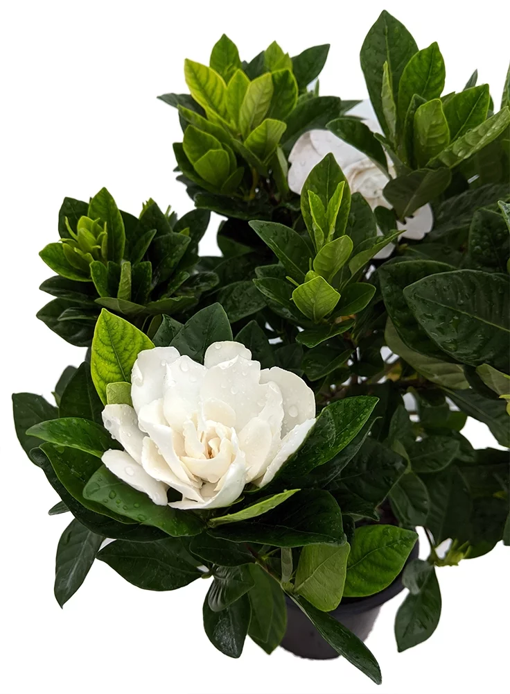 Braided Corsage Gardenia Plant - Gardenia grandiflora - 6