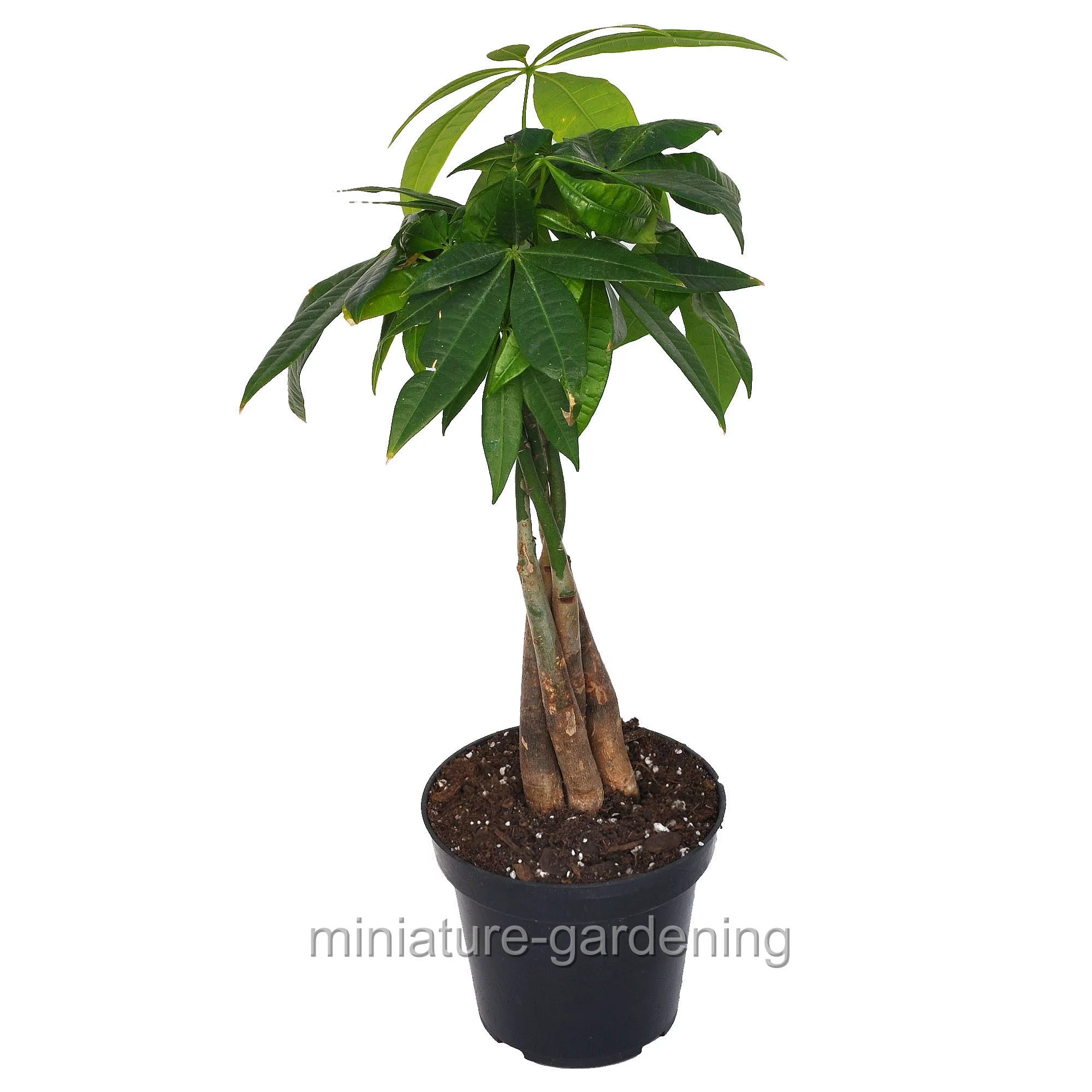 Pachira Aquatica, Money Tree, Braid - Pot Size: 3