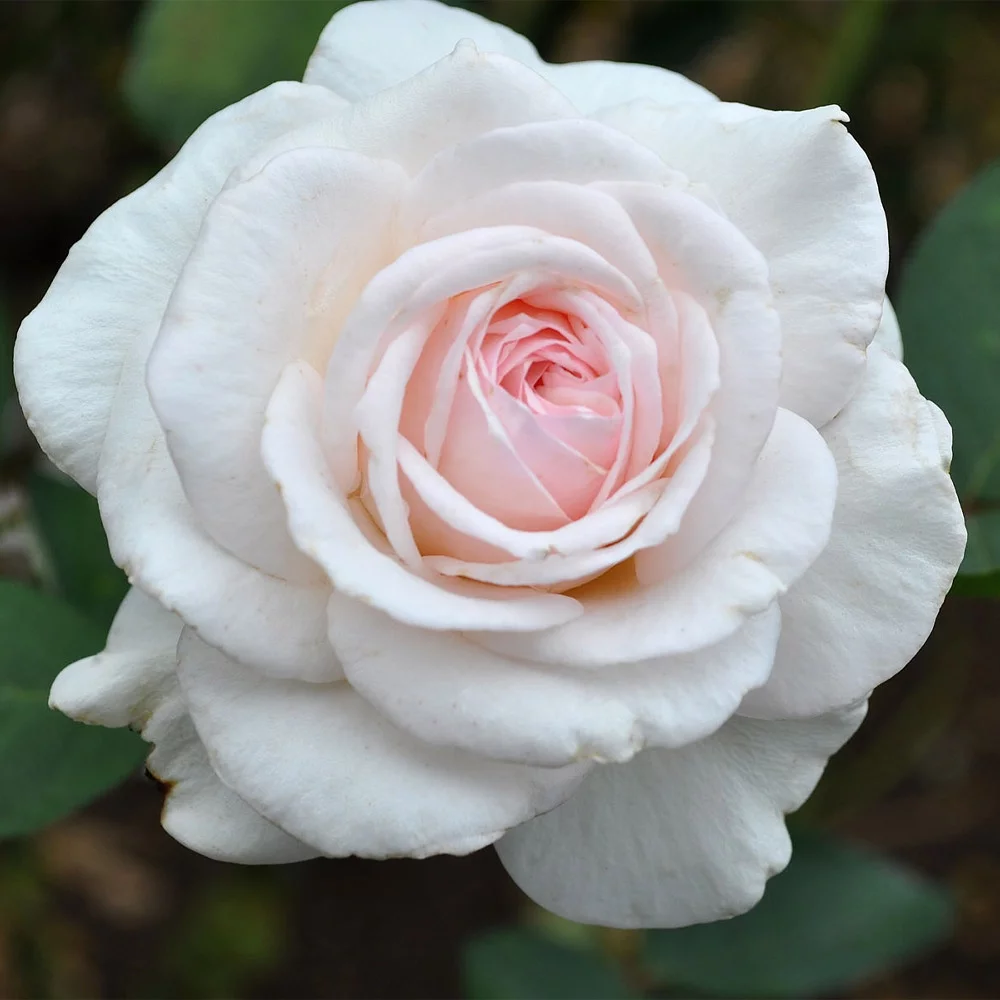 Heirloom Roses Live Plant - Magnificent Perfume™ Shrub Rose Bush - Pink Rose Plants