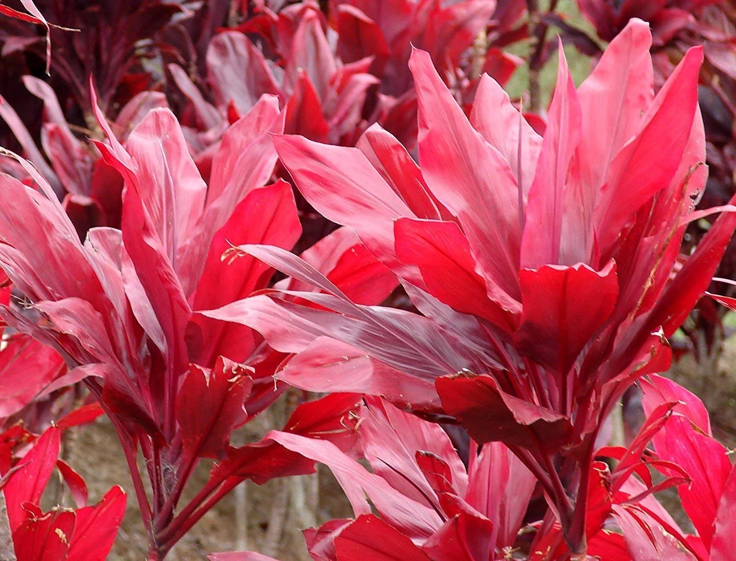 Hawaiian Live Red & Green Good Luck Ti Leaf Plant Cuttings 1 Pk 2 Logs