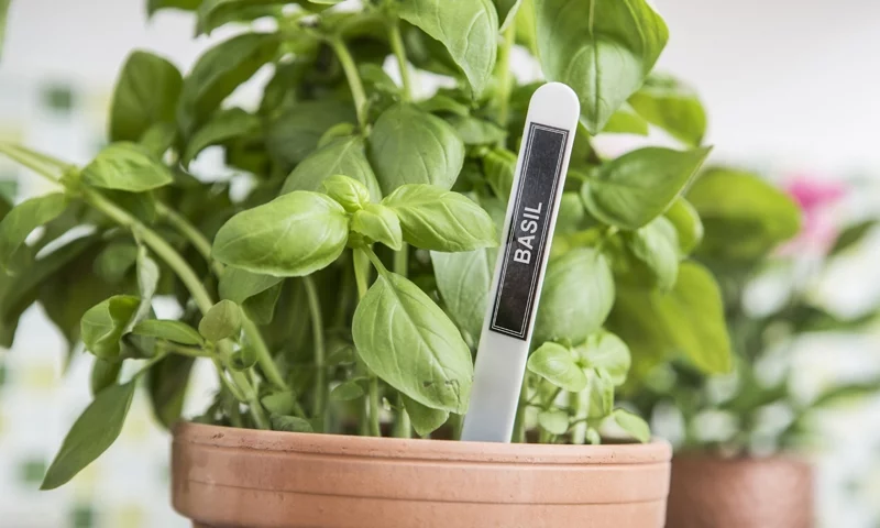 Brother PTP300BT P-Touch Cube Smartphone Label Maker, Bluetooth Wireless Technology - White