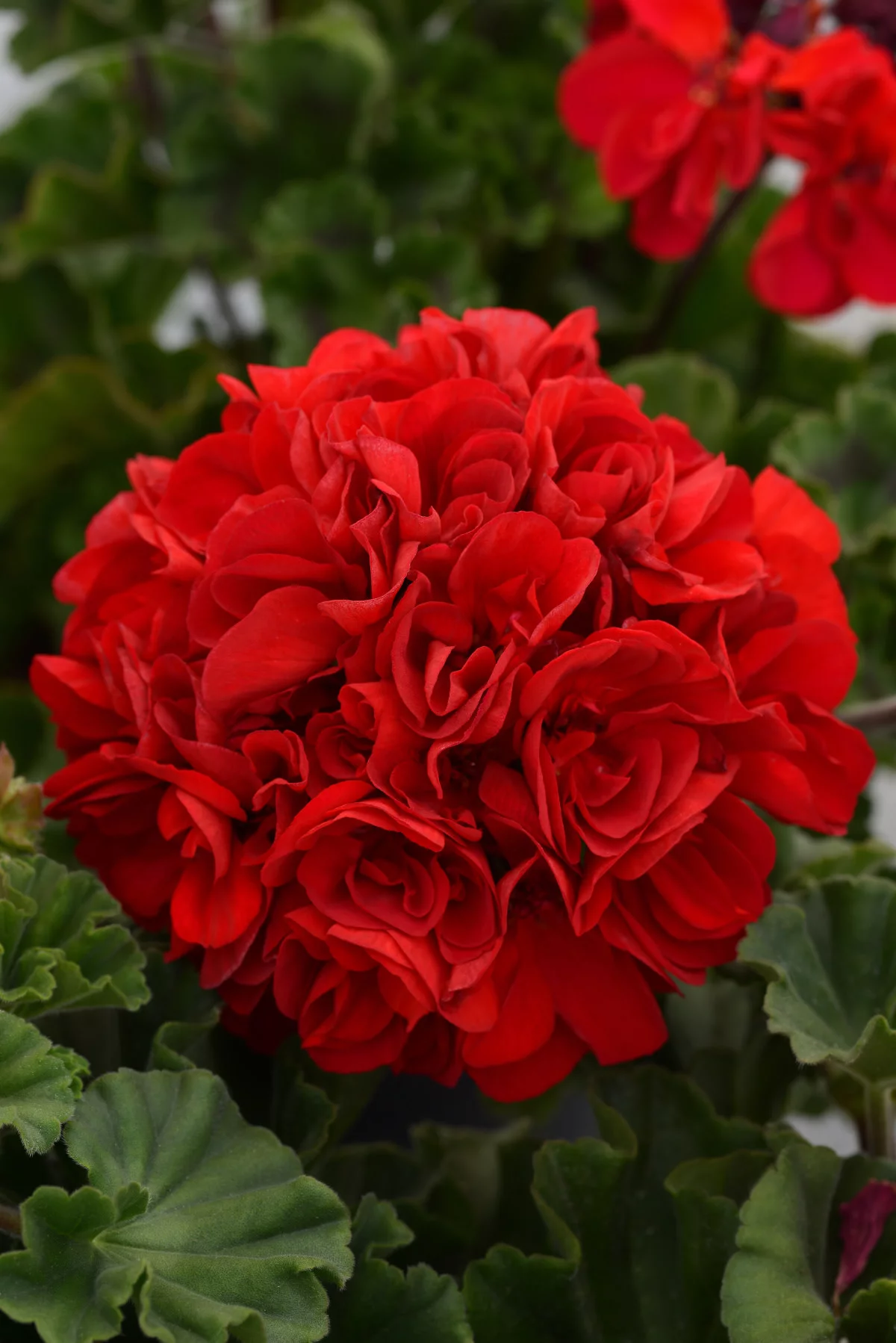 10in. Tall Red Geranium, Cranesbills; Full Sun Outdoors Plant in 4.5in. Grower Pot, 4-Pack