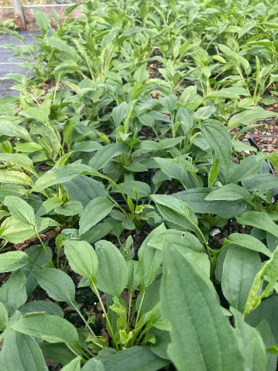 2 Sombrero Lemon Yellow Cone Flower/ Echinacea in 4 Inch Pots