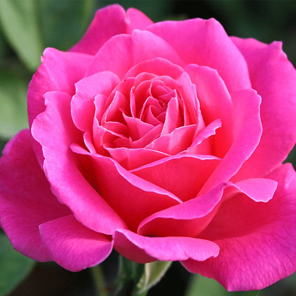 Pink Peace Hybrid Tea Rose by Heirloom Roses - Live Rose Plant
