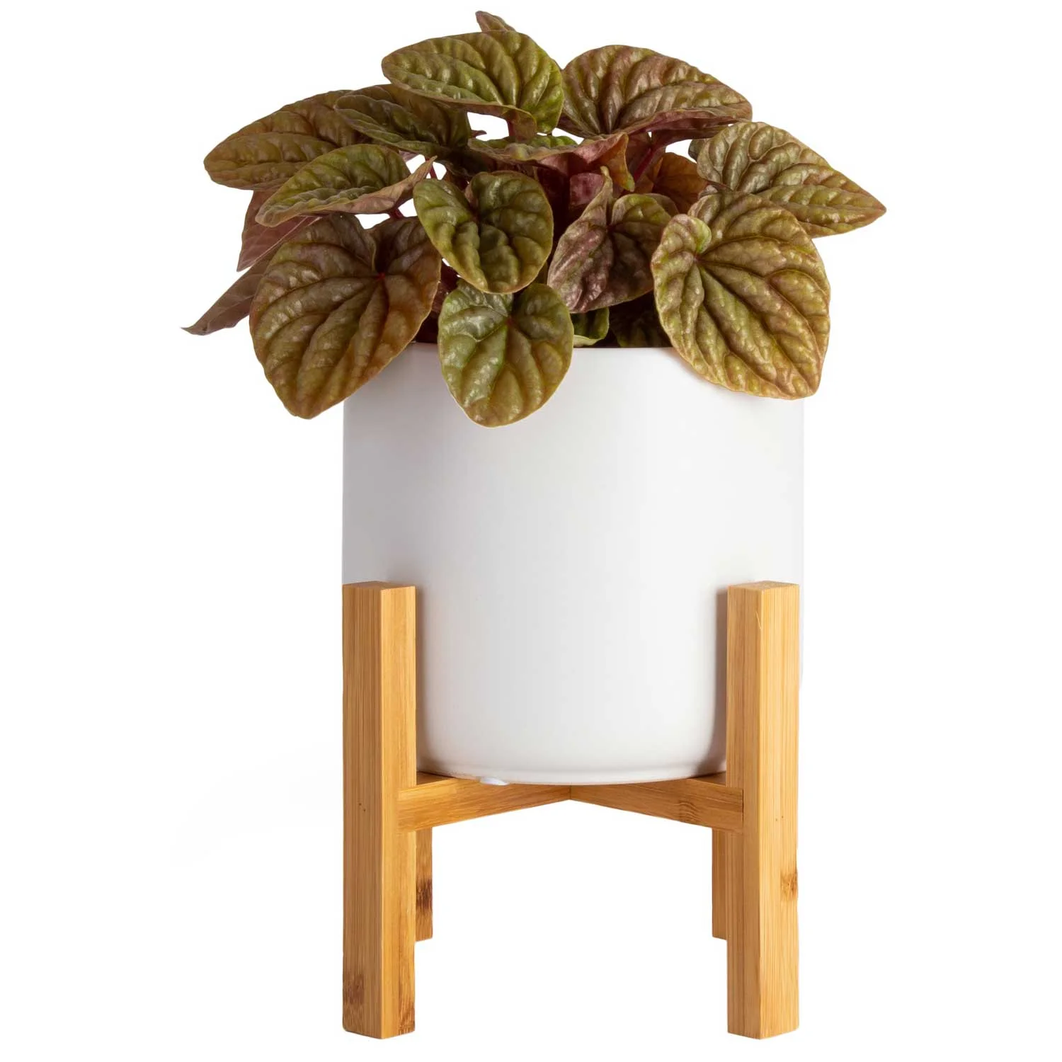 Costa Farms Live Indoor 12in. Tall Red Peperomia; Indirect Light Plant in 6in. Mid-Century Modern Planter