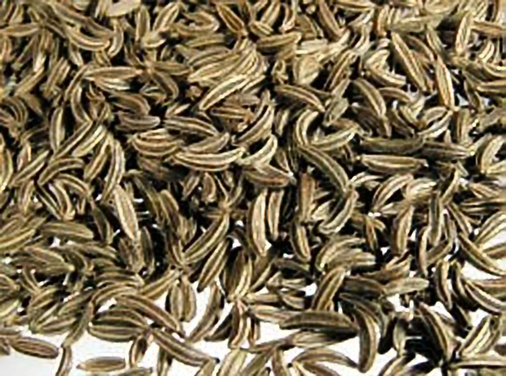 Cumin Great Garden Herb by Seed Kingdom Bulk 8,000 Seeds