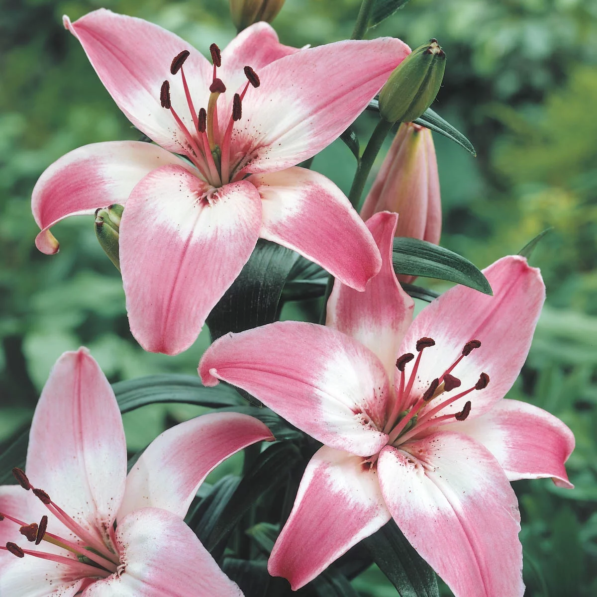 Asiatic Lily Rosella's Dream Dormant Flowering Bulbs (25-Pack)