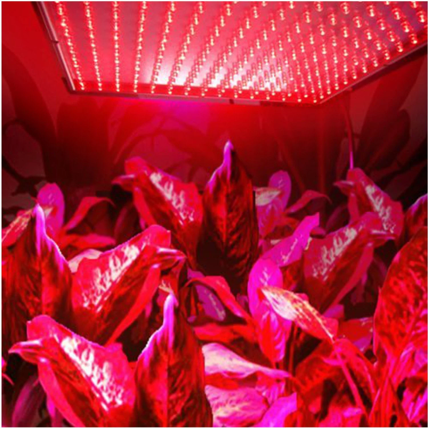 HQRP 14W 225 LED Red Grow Light Panel for growing Flowers Bonsai, Orchids, Saffrons, Hibiscus + Hanging Kit