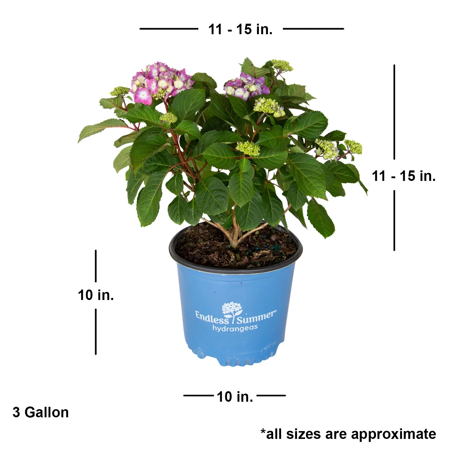 Bloomstruck Endless Summer Hydrangea (3 Gallon) Flowering Shrub - Part Shade Live Outdoor Plant