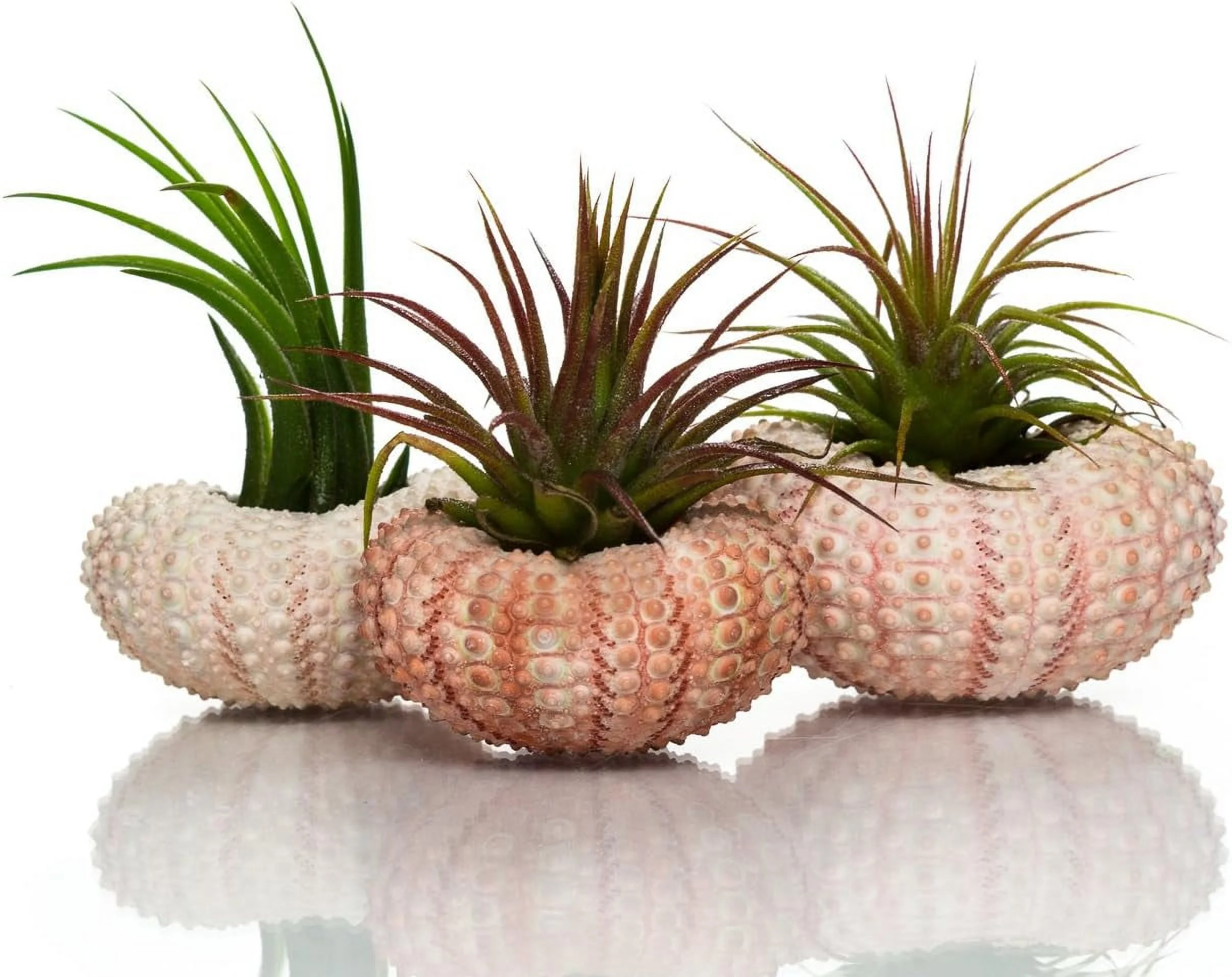 Sea Urchin Air Plant Kit | Sea Urchins And Tillandsia Gift Set | (3 Pack)