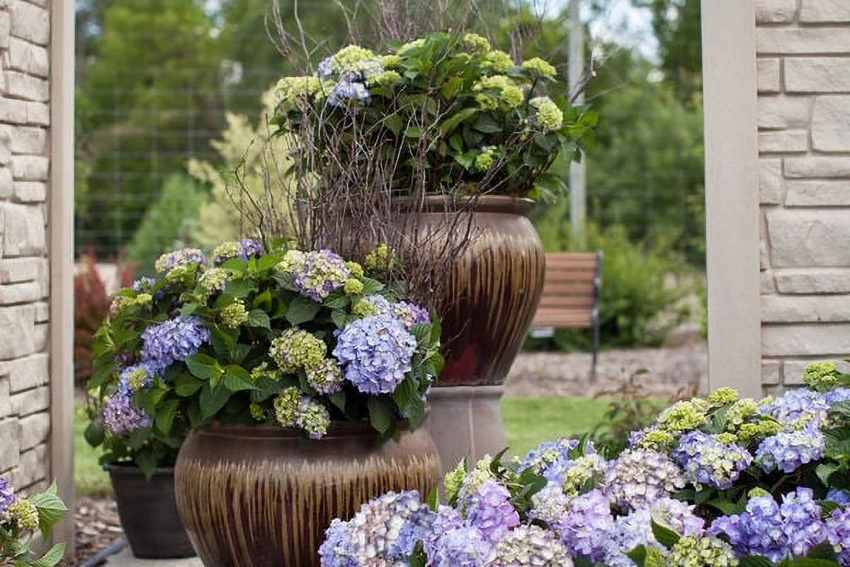 Endlesssummer Hydran 1g Hydrangea Bloom