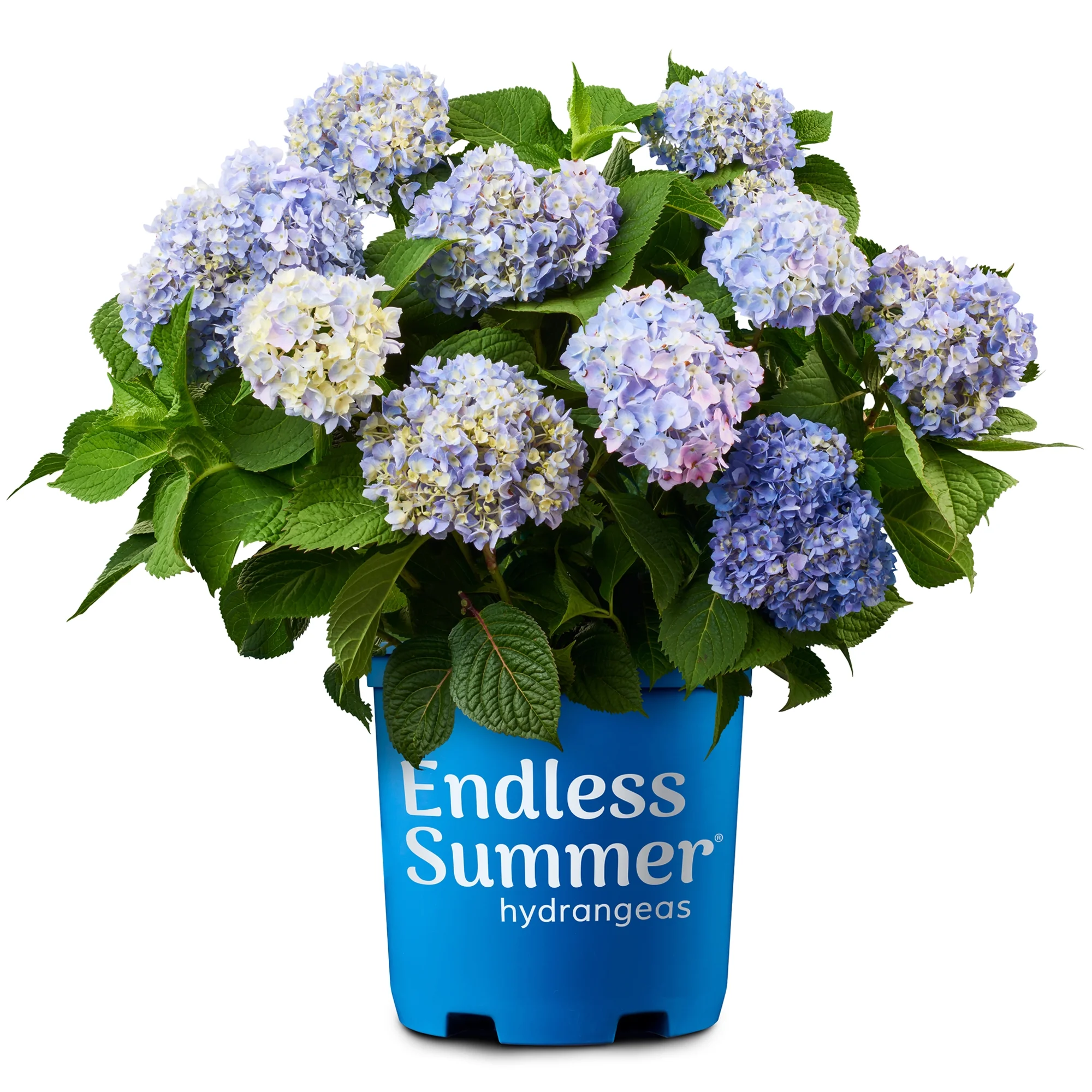 Endless Summer Hydrangea Original Shrub 3 Gallon