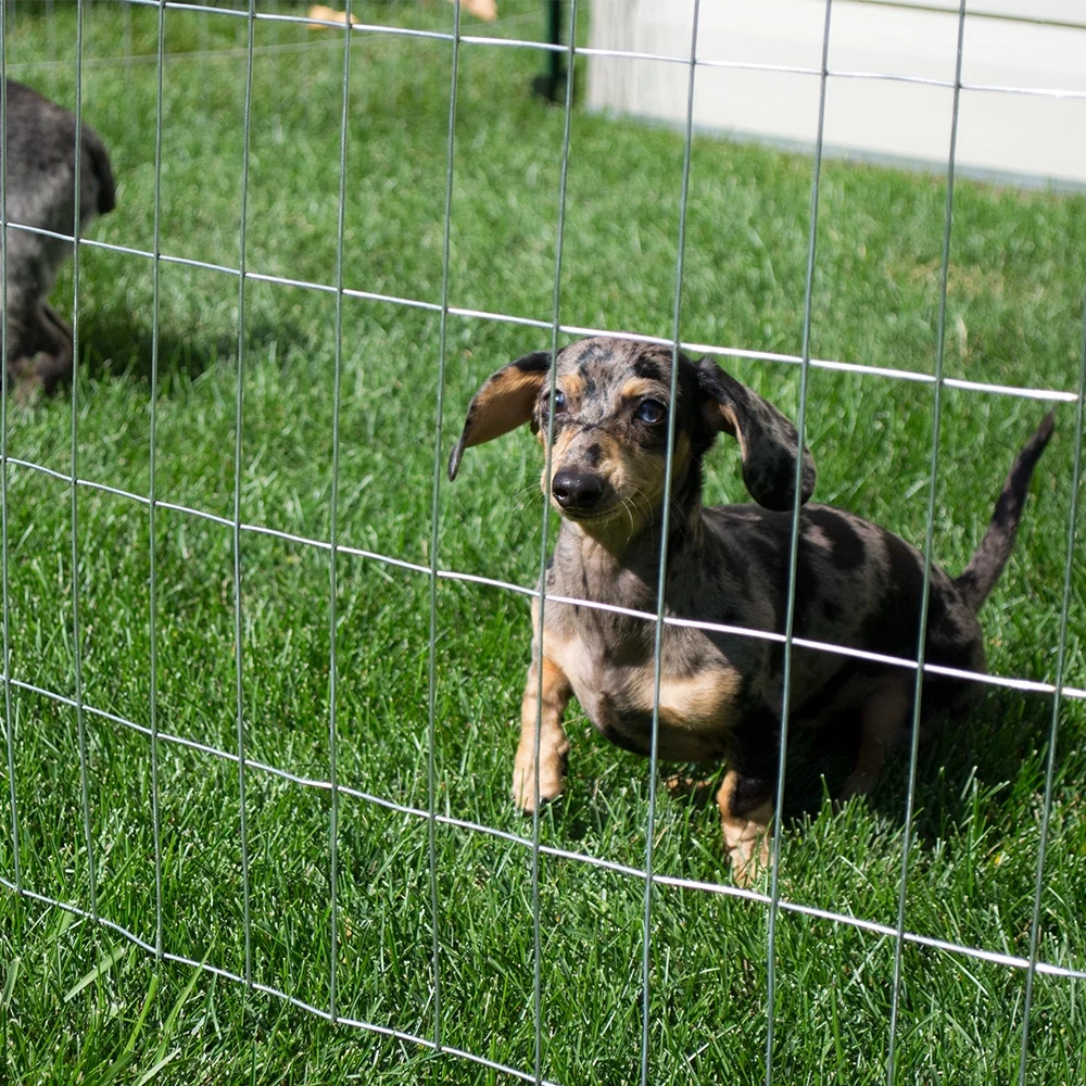 YARDGARD 48 inch by 100 foot 14 gauge 1 inch by 1 inch galvanized welded wire