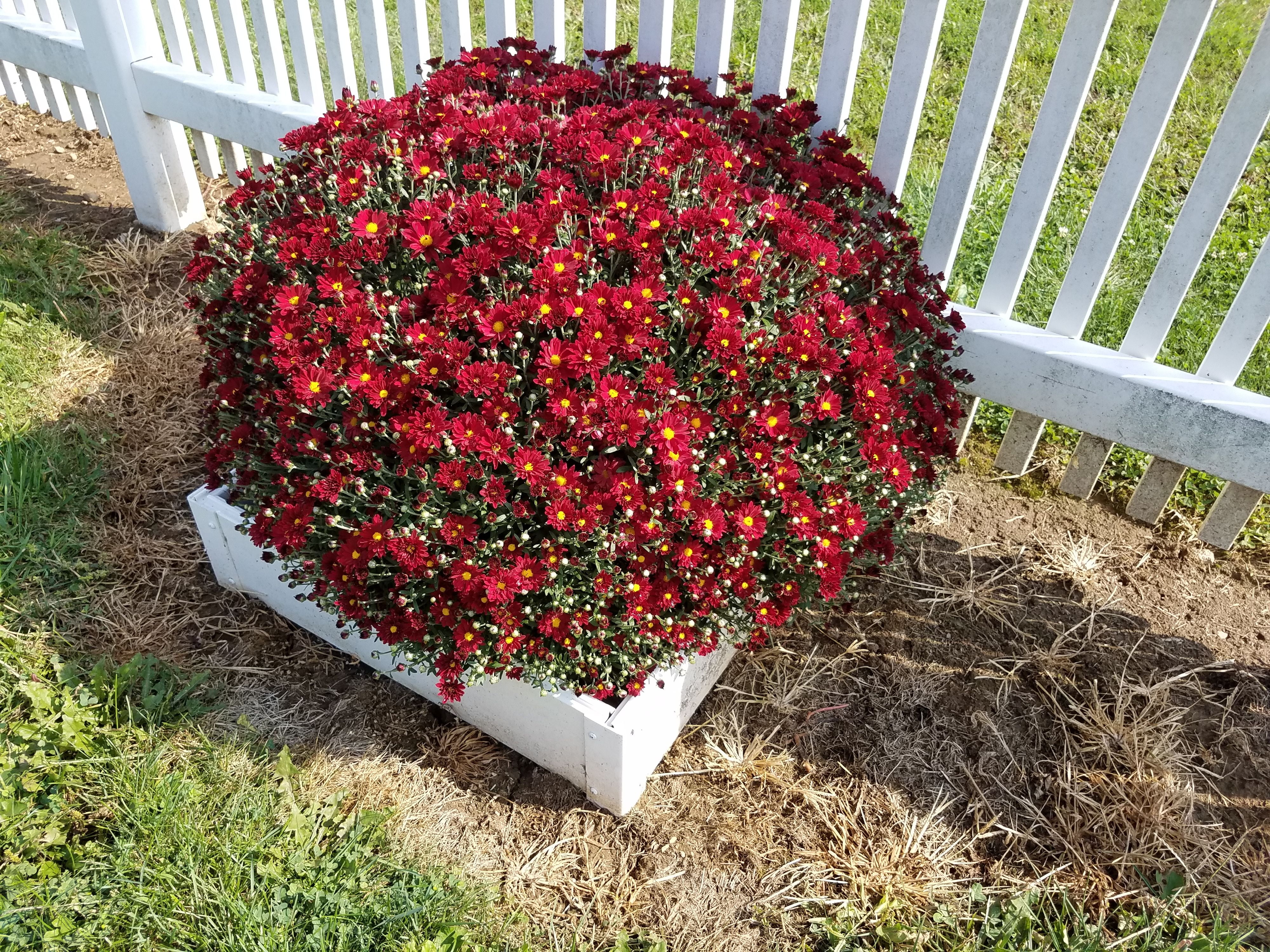 Handy Bed  3 x 3 ft. Vinyl Raised Garden Bed, White