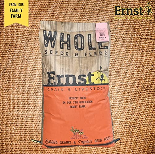 Homestead Harvest Ernst Grain Shelled Corn, Non-GMO – Perfect Feed for Deer, Squirrels, Chickens, Ducks, Rabbits, Geese, and More! (50 lb)