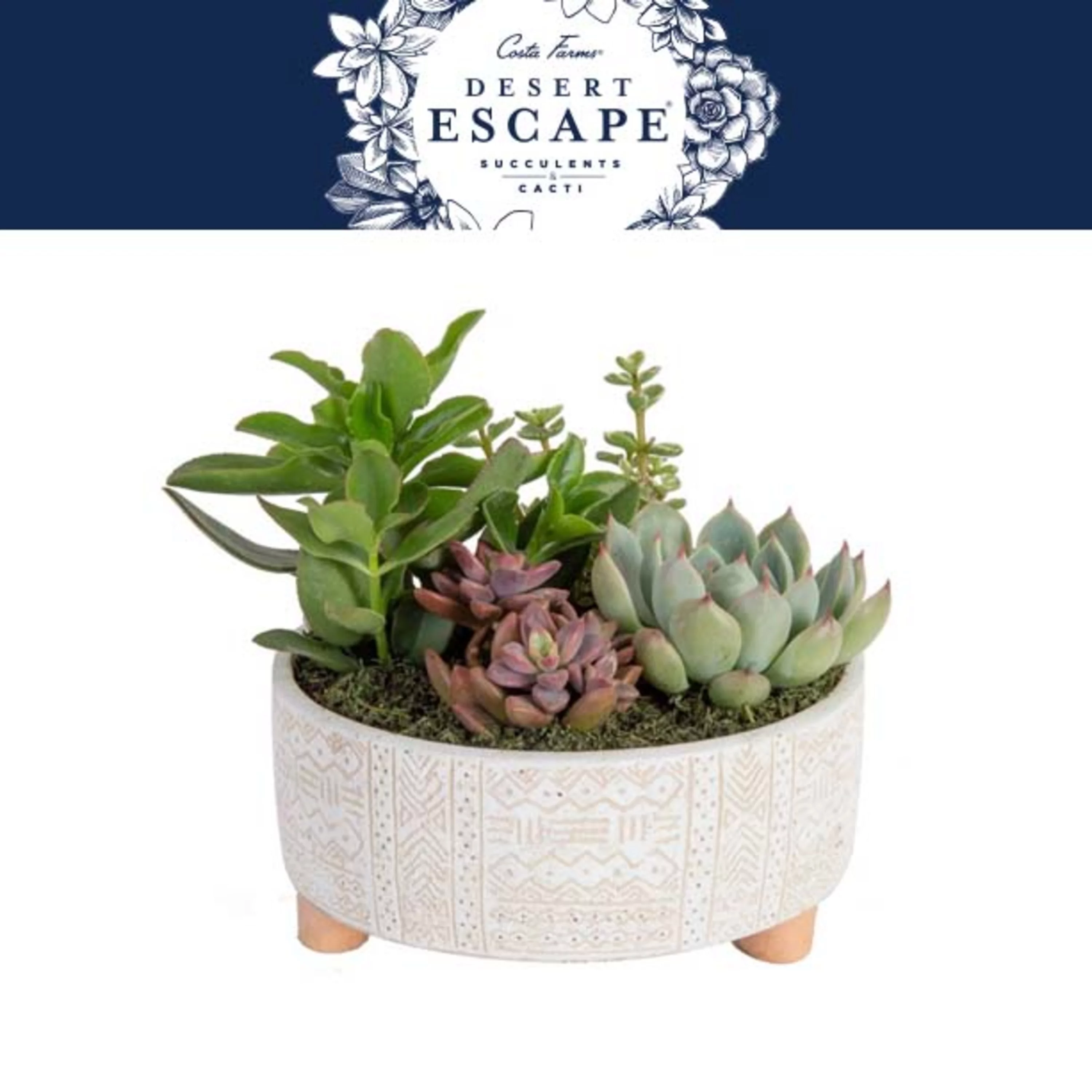 Desert Escape Live Indoor 20in. Tall Assorted Succulent Garden; Bright, Direct Sunlight Plant in 8in. Ceramic Planter