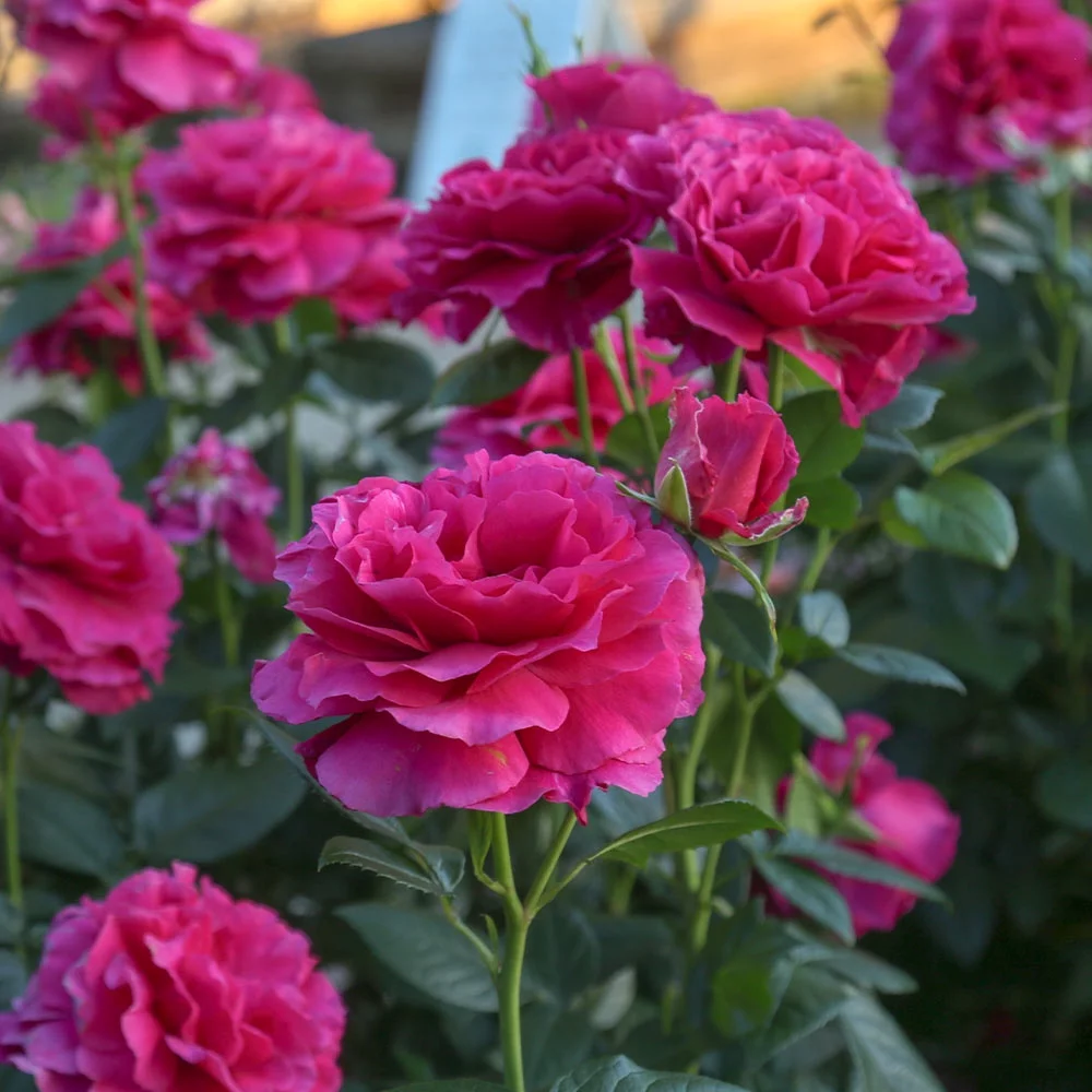 Heirloom Roses Rose Bush - Pretty Lady Rose™ Hybrid Tea , Live Rose Plant