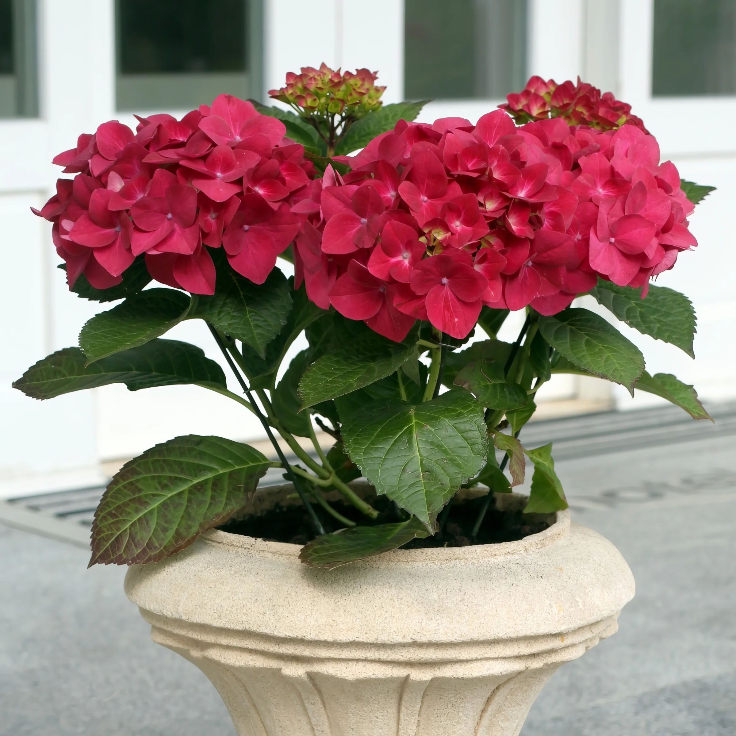 4 in. Hydrangea Glowing Embers Live Shrub with Pink Flowers (3-Pack)