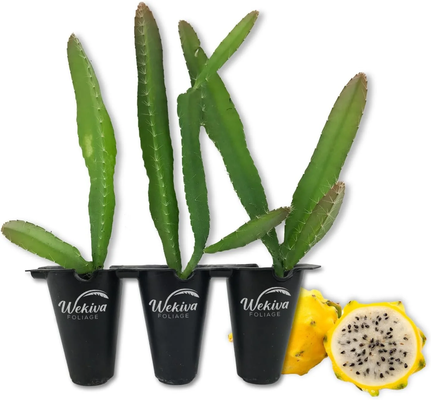 Yellow Dragon Fruit Tree - 3 Live Tissue Culture Starter Plants - Selenicereus Megalanthus - Edible Tropical Fruit Plant from Florida