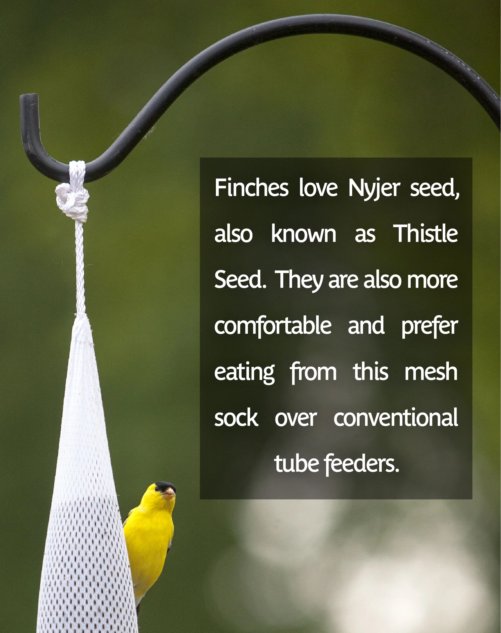 Pennington Premium Finch Sock Wild Bird Feed Seed and Feeder, 13 oz