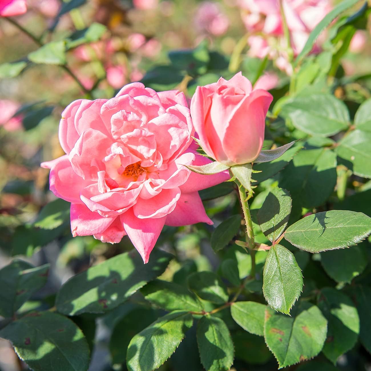 HYUN Double Pink Knock Out Rose Tree | Unique Topiary | Eye Catching Bright Pink Blooms