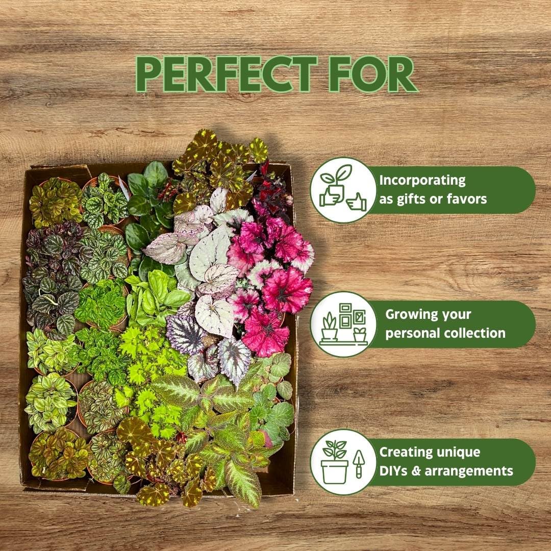 BubbleBlooms Harmony's Sample Box Full Case 30 4-inch Bulk Begonia, Episcia, African Violet, Angel Wing, Peperomia, Piper Variety Pack