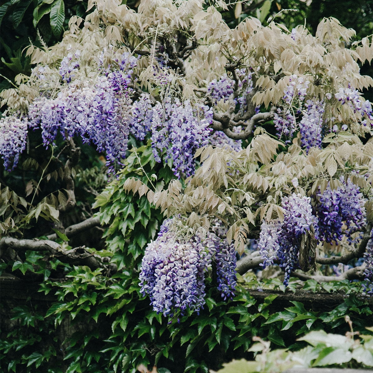 Van Zyverden Wisteria Blue Moon 4
