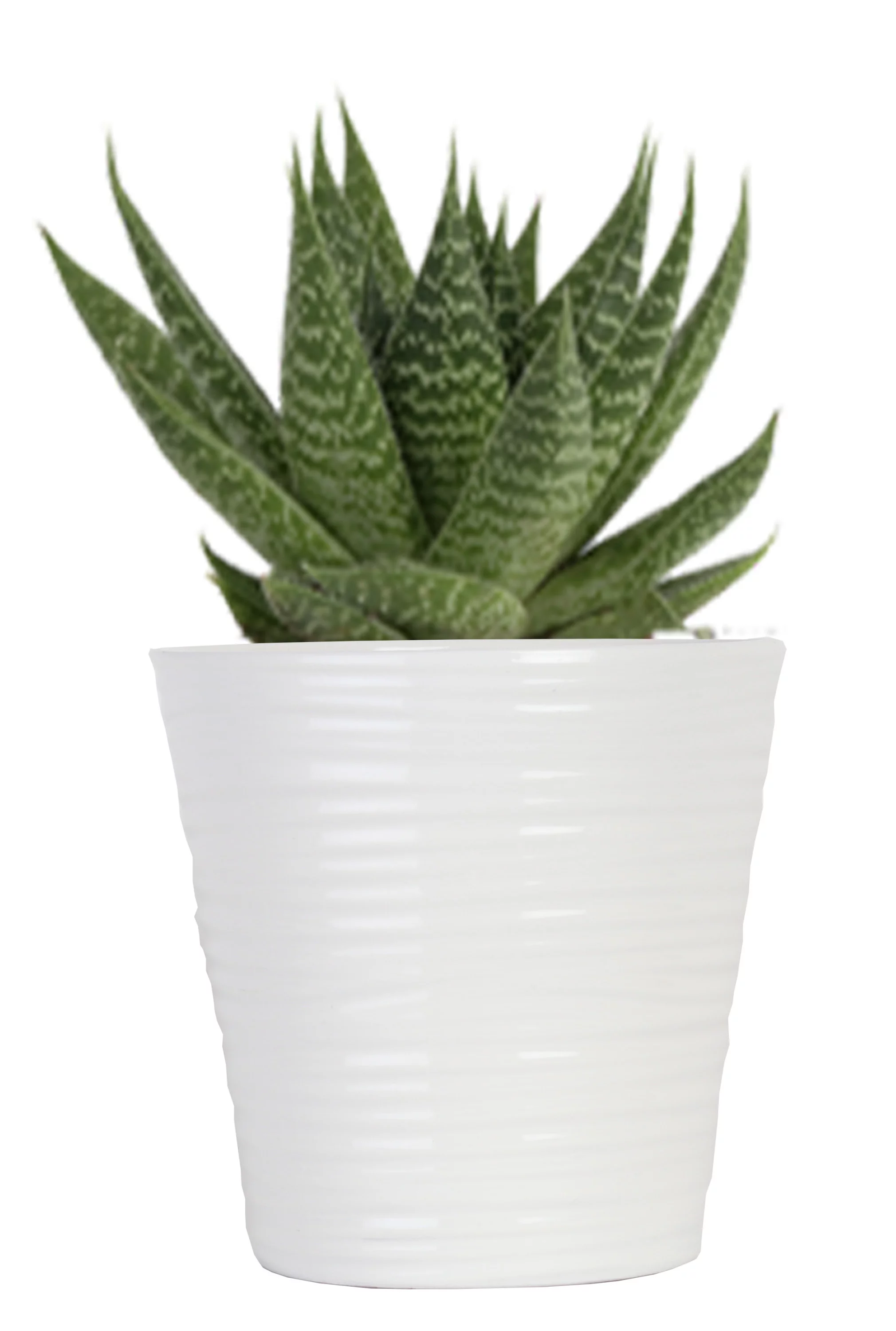 Live Indoor 6in. Tall Green Haworthia; Bright, Direct Sunlight Plant in 5in. Ceramic Planter