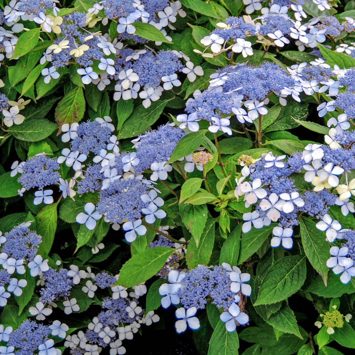 Spring Hill Nurseries Blue or Pink Flowering Teller's Blue Hydrangea, 4-Inch Potted Deciduous Shrub, 1-Pack