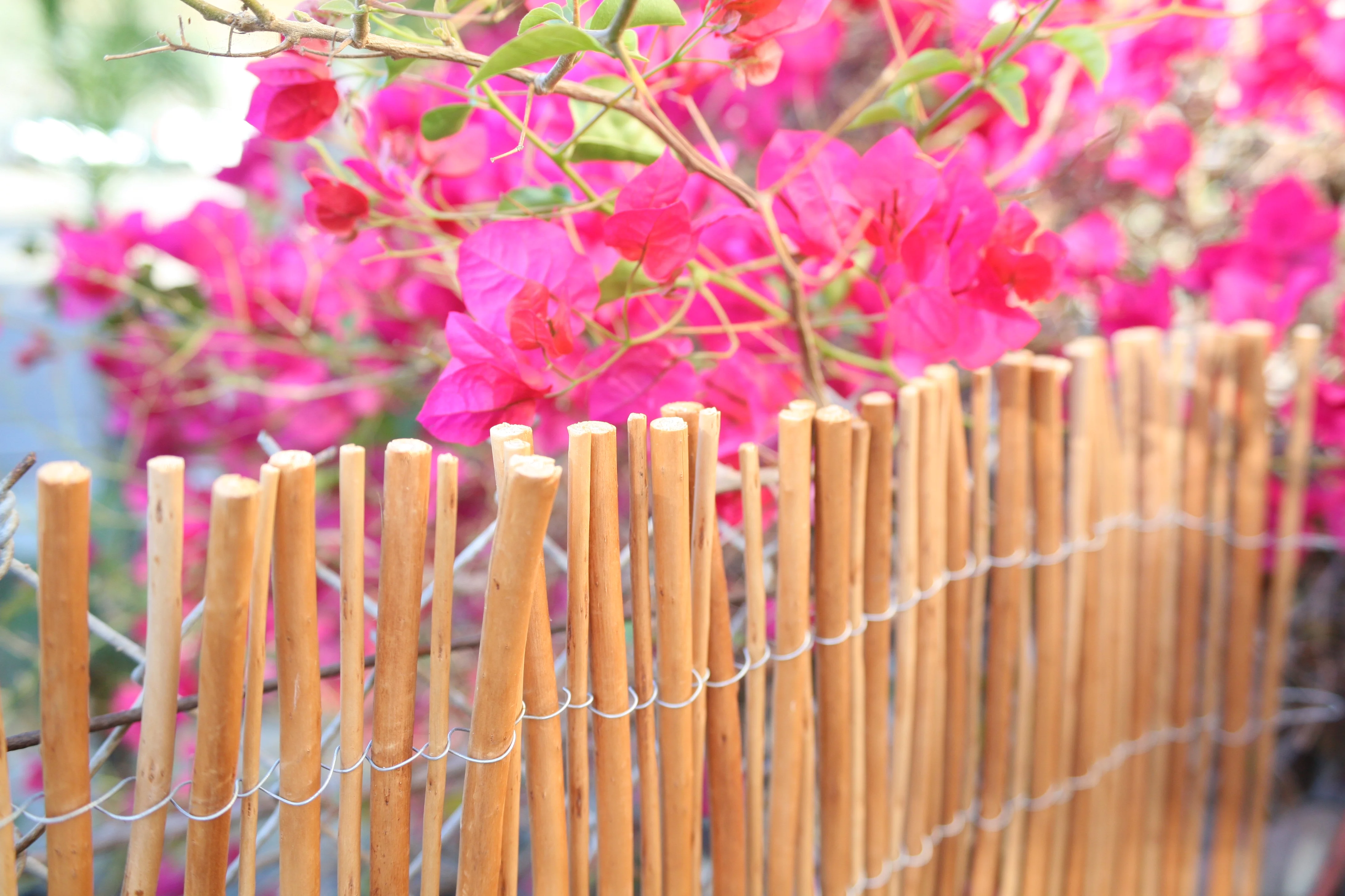 Backyard X-Scapes Natural Peeled Willow Fencing Rolled Panel Fence 6 ft H x 8 ft H