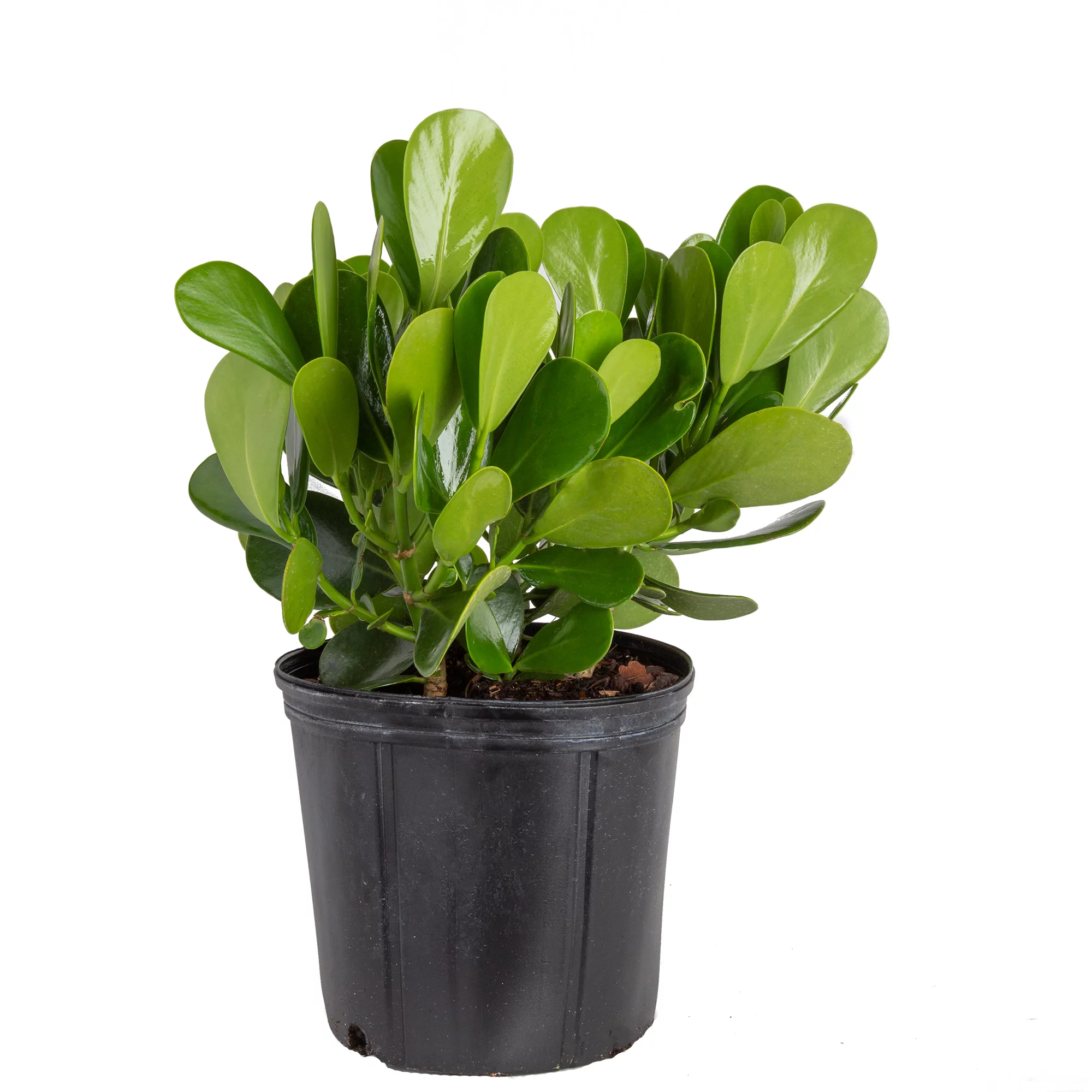 Solscape by Costa Farms Live Outdoor Green Clusia Plant in 2g. Grower Pot