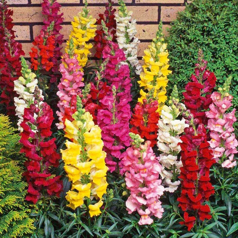 Snapdragon Seeds - Tetra Mix - Packet - Red/Pink/Yellow Flower Seeds,  Heirloom Seed  Attracts Bees, Attracts Butterflies, Attracts Hummingbirds, Attracts Pollinators, Easy to Grow & Maintain