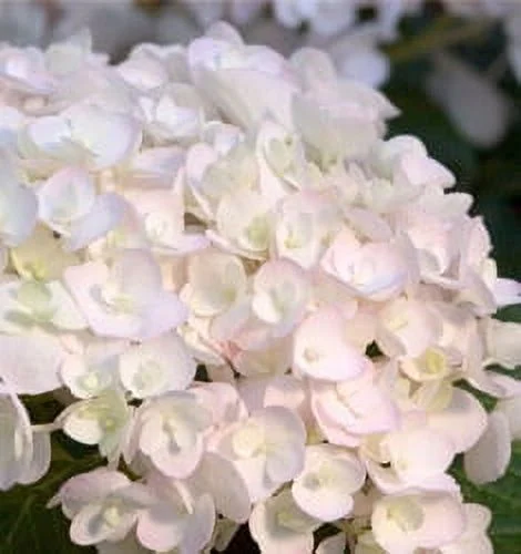 Expert Gardener 2g Hydrangea