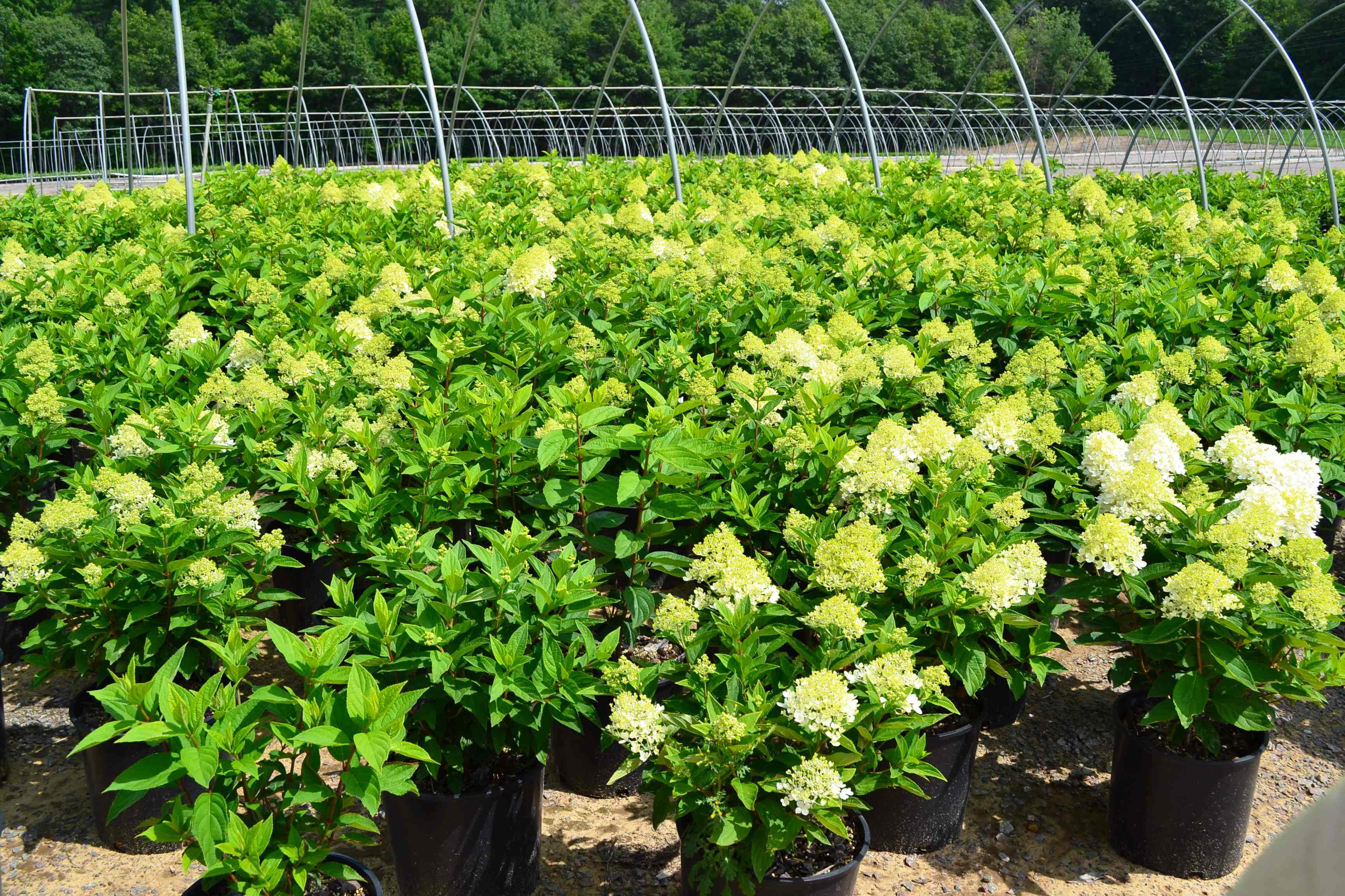 Expert Gardener 2.25 gal Hydrangea Sweet Summer Live Shrubs