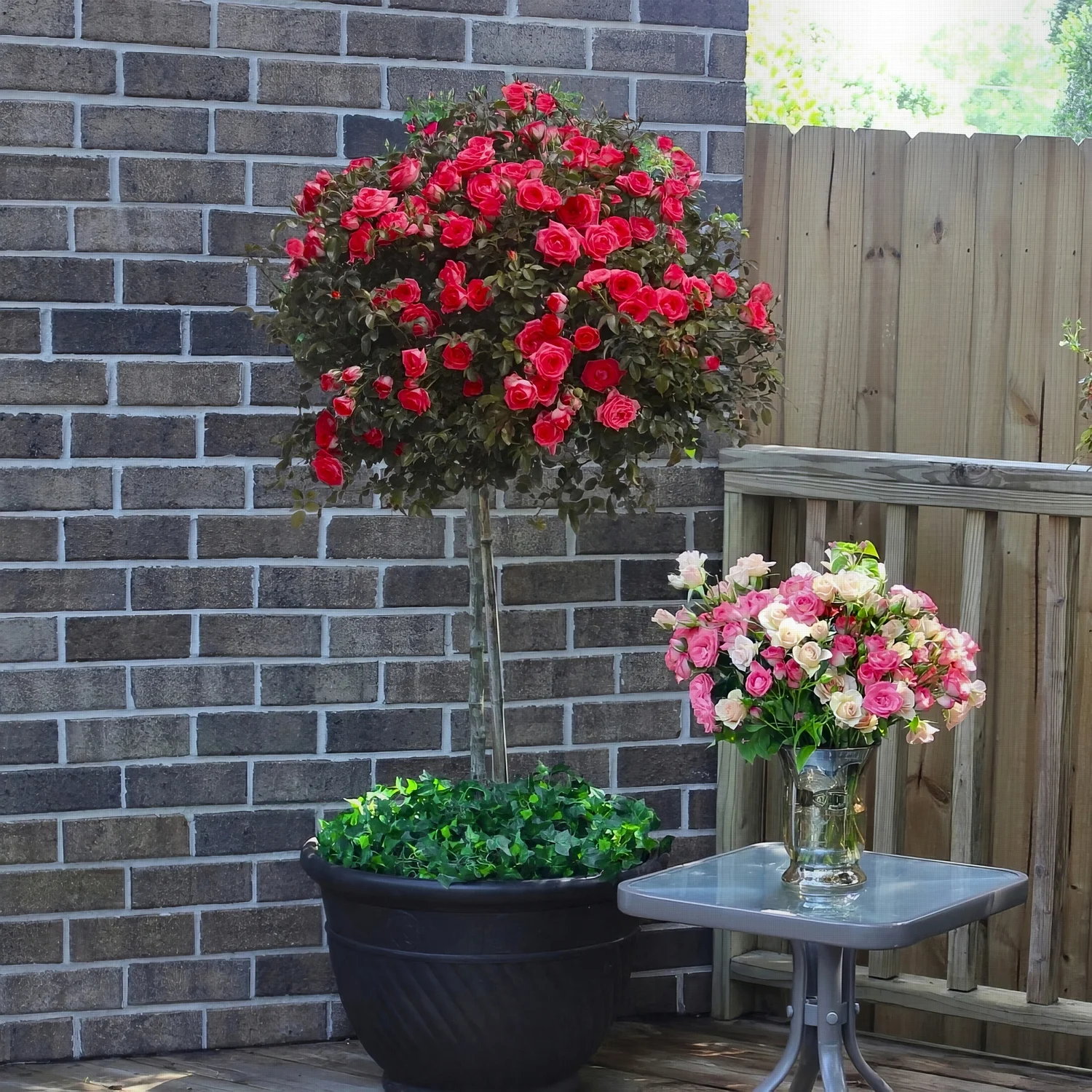 Bare Root Knock Out Rose Tree Double Red