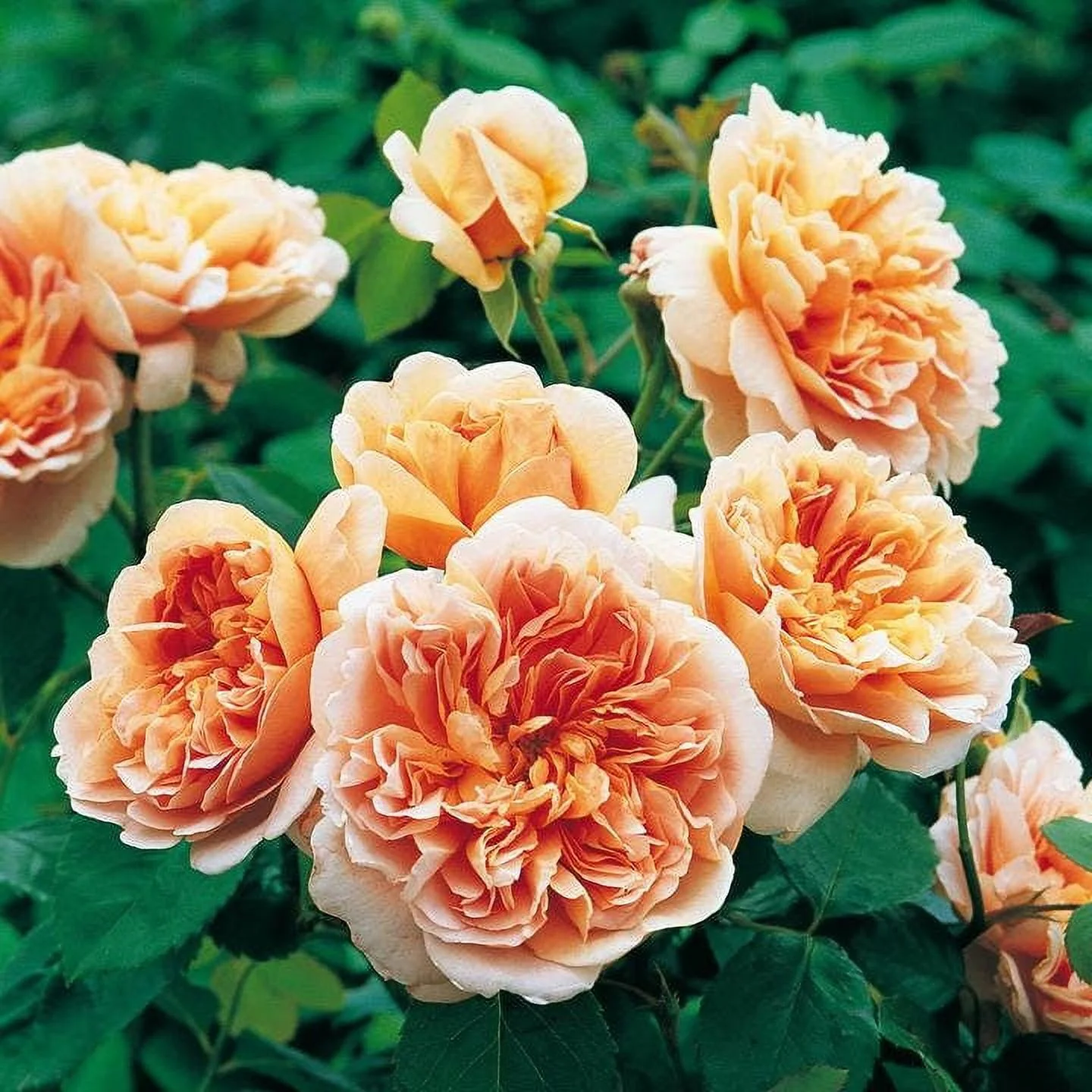 30 Rose Seeds| Tea Clipper Rose Bush Flower Seeds Rose Vegeteble perennial mix flower seed for garden rare seeds