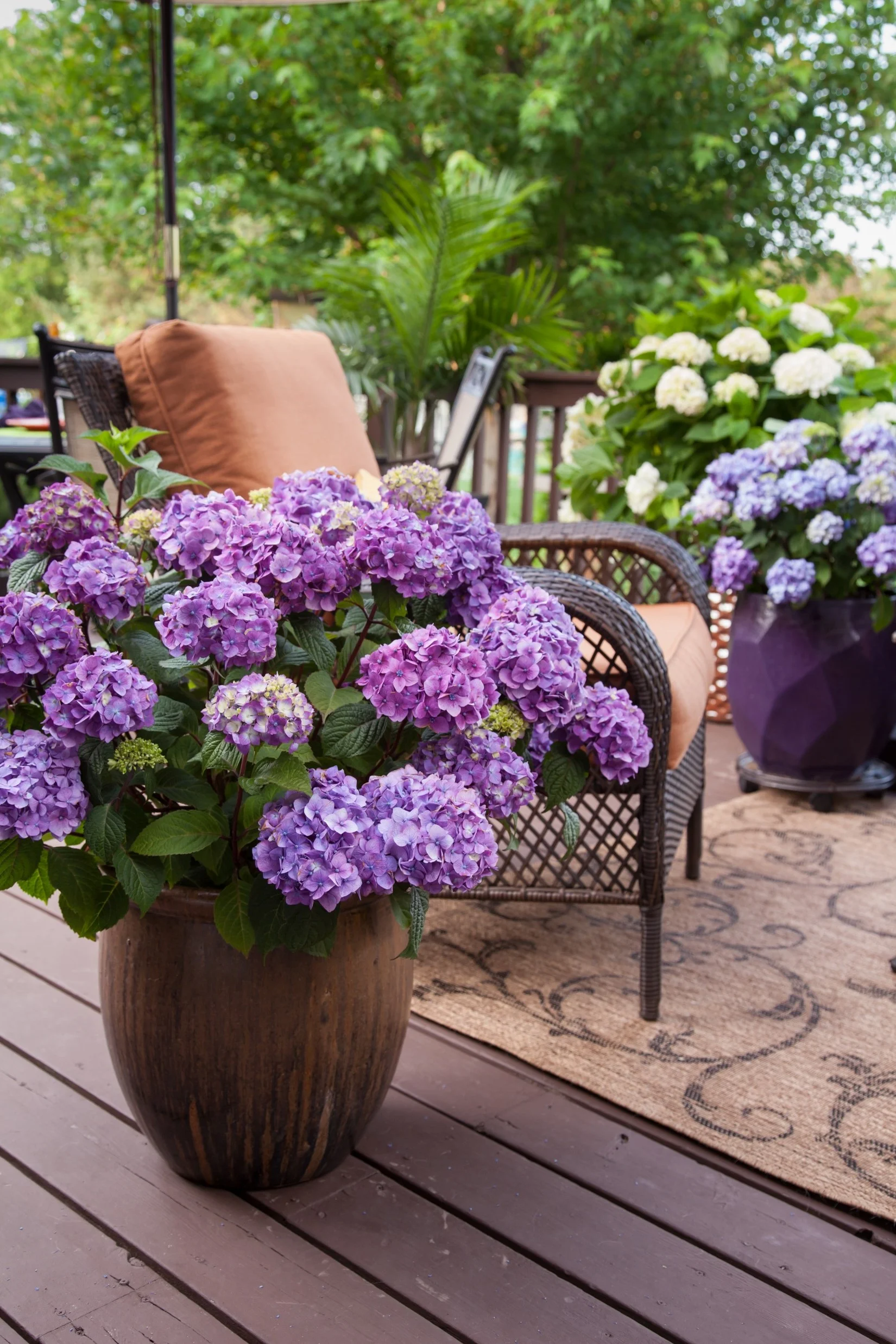 Endless Summer 1Gal Hydrangea Bloomstruck Live Shrub Grower Pot Sun