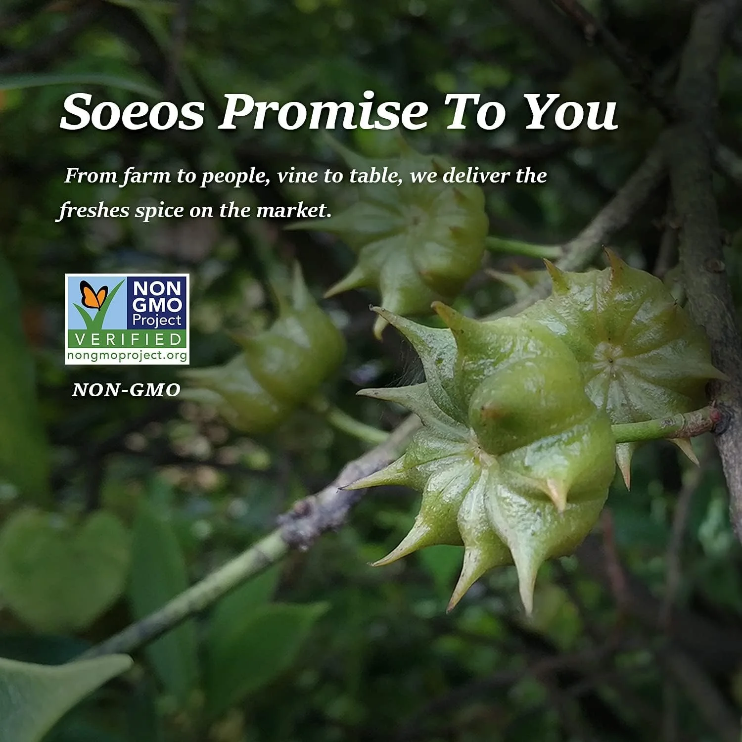 Soeos Star Anise Seeds 6oz (170g), Non-GMO Verified, Great for Baking and Tea, Anis Estrella, Whole Chinese Star Anise Pods, Dried Anise Star Spice, Chinese Star Anise, Star Anise Bulk, Anise Star.