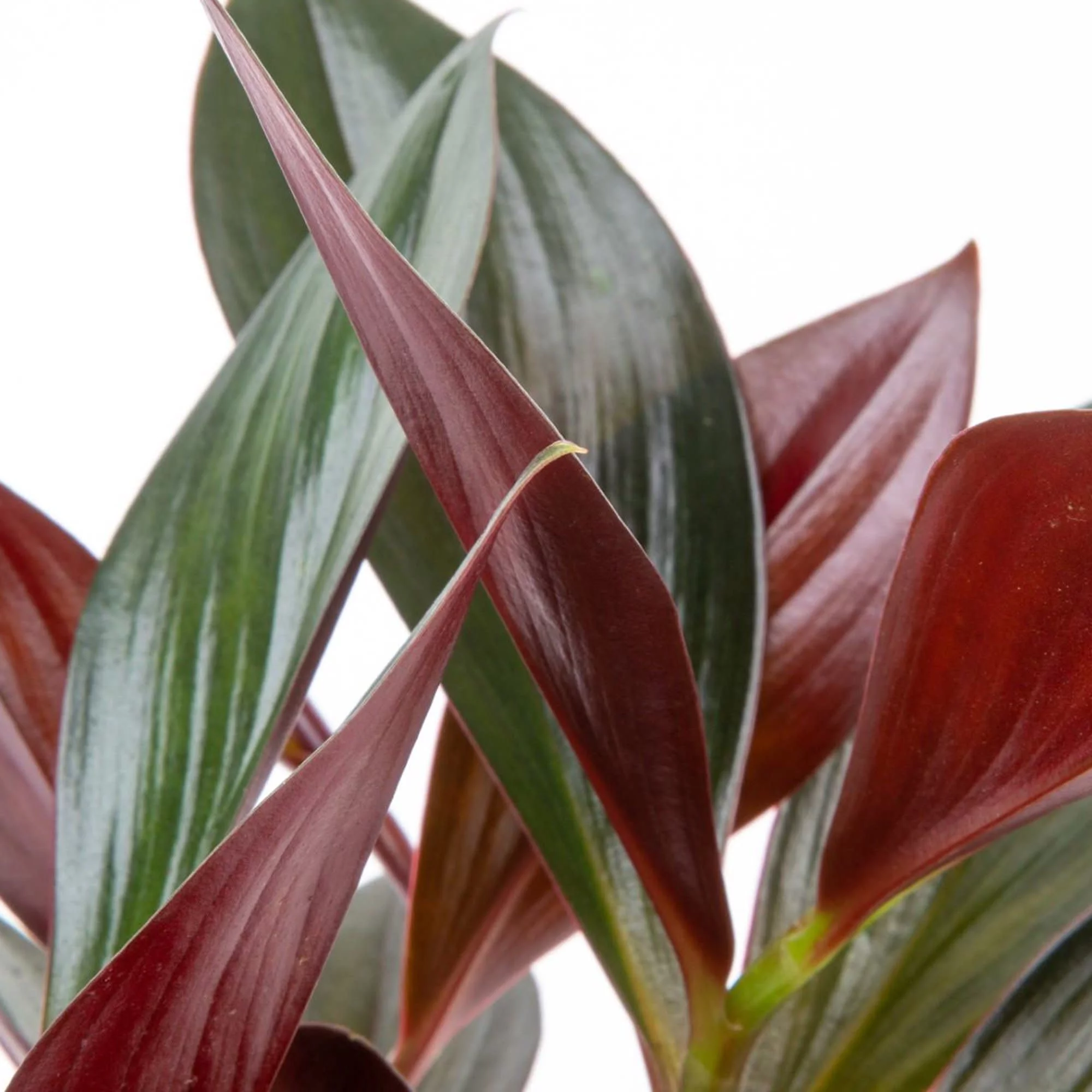 Trending Tropicals Live Indoor 14in. Tall Multi-color Costus Two-Toner; Bright, Indirect Sunlight Plant in 6in. Mid-Century Modern Planter