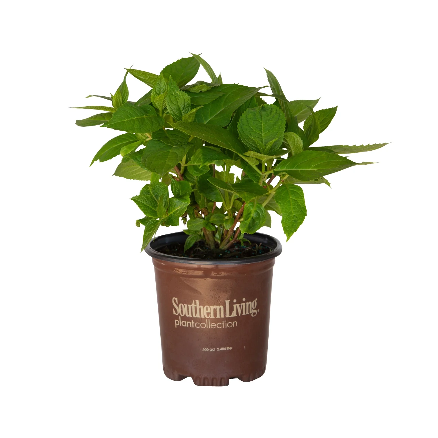 Dear Dolores Hydrangea (1 Gallon) Blooms Blue Mophead Blooms Spring into Fall