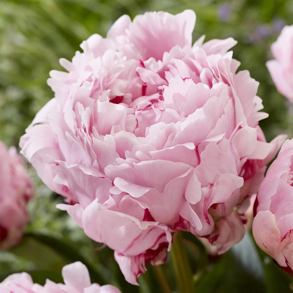 Van Zyverden Peonies Sarah Bernhardt Set of 3 Mammoth Sized Plant Roots Pink Part Sun