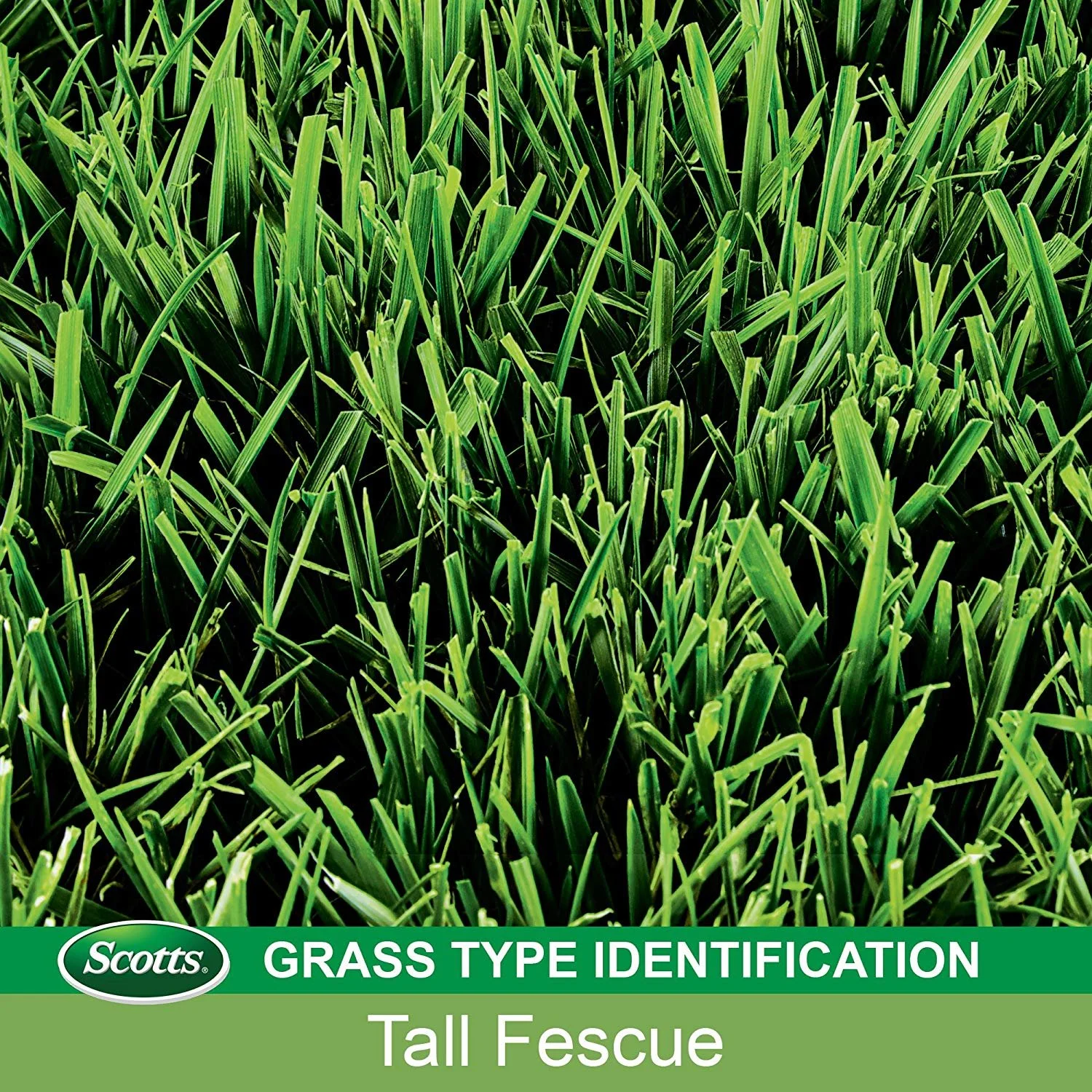 Scotts 18320 Turf Builder Tall Fescue Grass Seed Mix, 3 lb