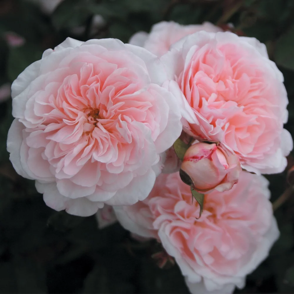 Heirloom Roses Live Plant - Magnificent Perfume™ Shrub Rose Bush - Pink Rose Plants